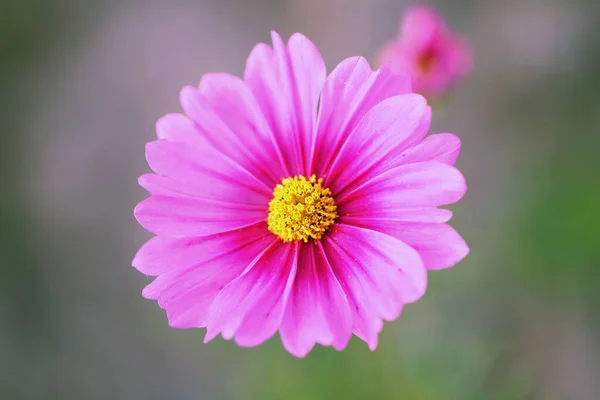 Vackra Rosa Kosmos Blommor Sommar Koncept — Stockfoto