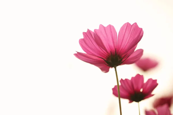 Roze Kosmos Mooie Bloemen Achtergrond — Stockfoto