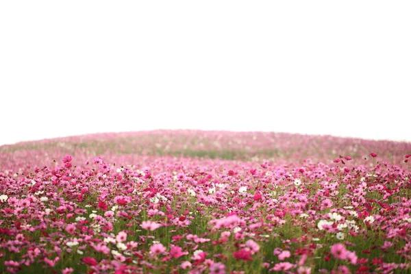 Belas Flores Cosmos Rosa Conceito Verão — Fotografia de Stock