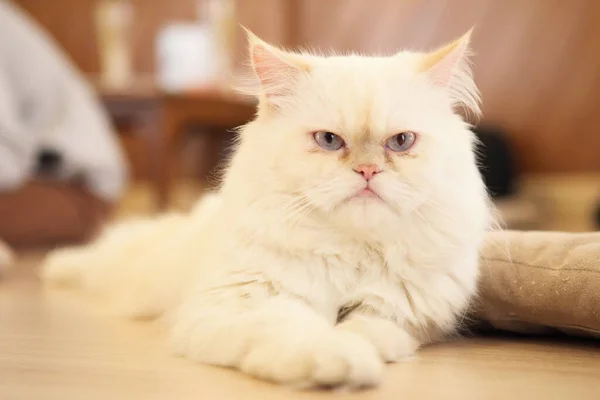 Schöne Nahaufnahme Der Persischen Katze — Stockfoto
