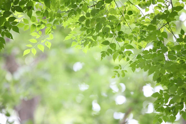 抽象的自然背景 绿色叶背 — 图库照片