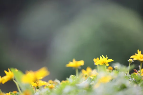 Bliska Widok Piękne Kwitnące Kwiaty Koncepcja Czasu Letniego — Zdjęcie stockowe