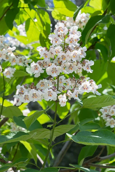 Mooie Bloeiende Bloemen Zomertijd — Stockfoto