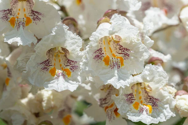 Nahaufnahme Von Schönen Blühenden Blumen Sommerzeit Konzept — Stockfoto