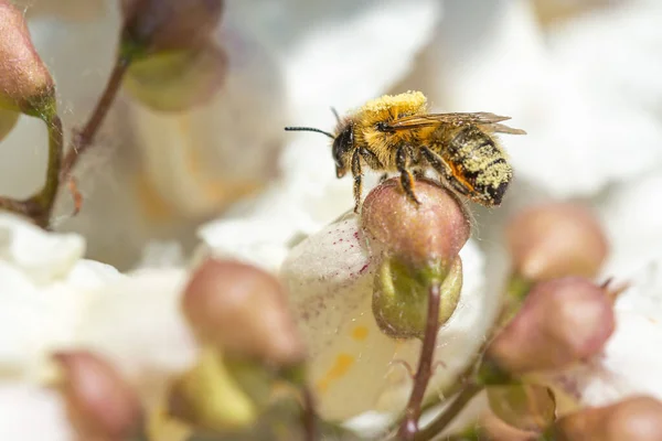 Bee Foraging Catalpa Bignonioides Flower — Stock Photo, Image