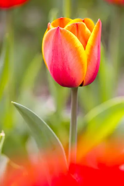 Tulipe Rouge Orange Gros Plan — Photo