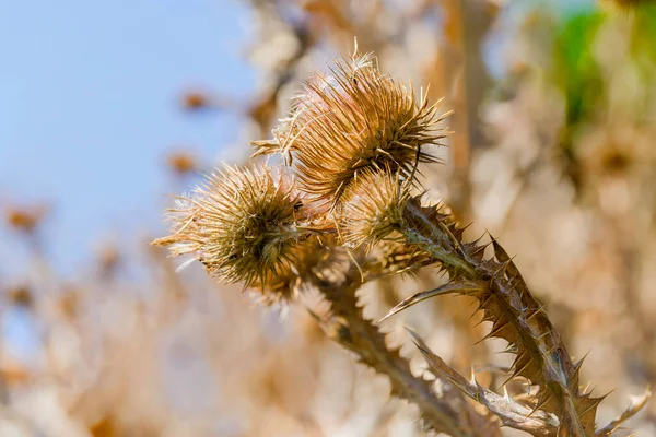 Kuru Cirsium Vulgare, kapat. 