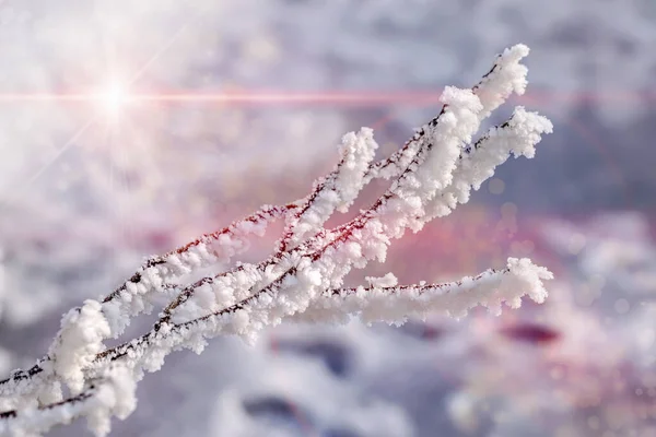 新雪と小枝のマクロビュー — ストック写真