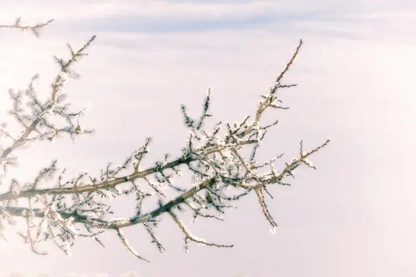 Макрос Деревних Гілок Снігом Зимовий Фон — стокове фото