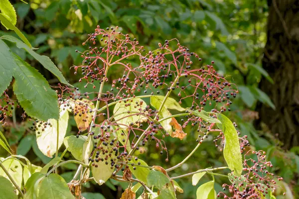 Sambucus Nigra Meyvesi Yaklaş — Stok fotoğraf