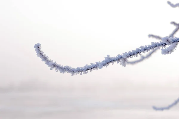 Macro Vista Ramita Con Nieve Fresca —  Fotos de Stock