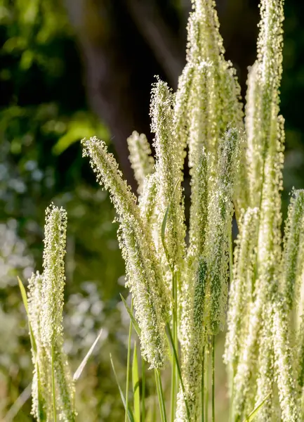 Phleum Pratense Fabrikası, kapatın. 