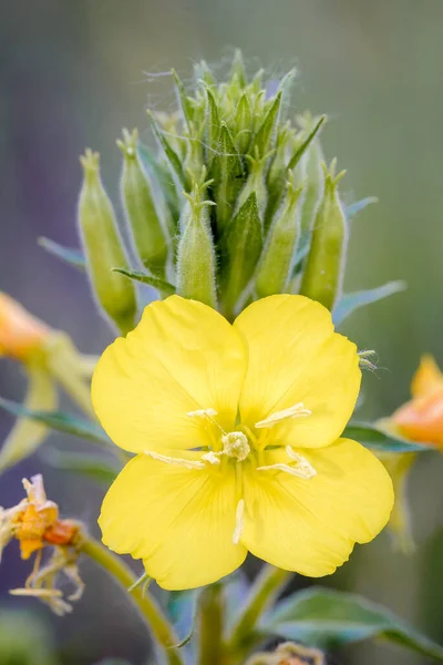 Open Yellow Oenothera Biennis — Foto de Stock