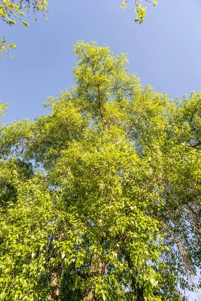 青い空に緑のポプラ — ストック写真