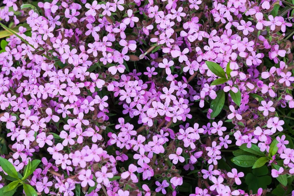 Gyönyörű Virágok Nőnek Kertben — Stock Fotó