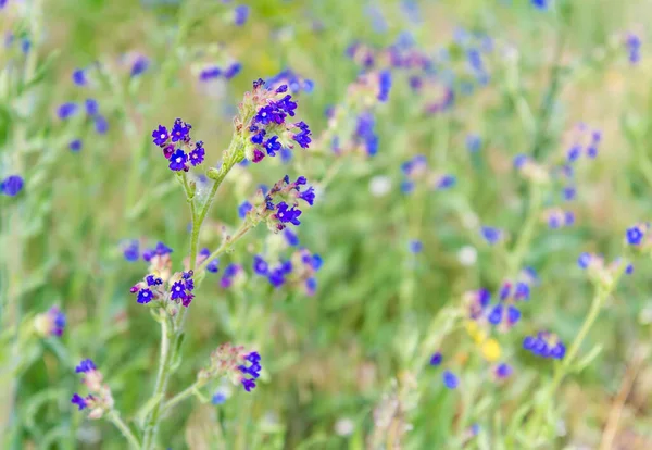 Flore Été Prairie Avec Belles Fleurs — Photo