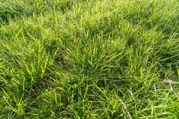 Naturligt Grönt Gräs Bakgrund — Stockfoto