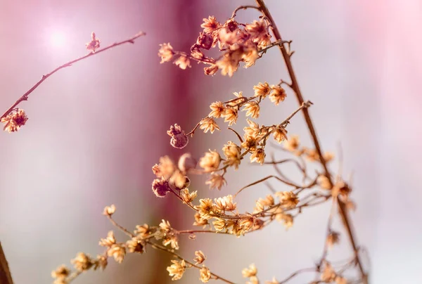 Flores Secas Vista Cerca — Foto de Stock