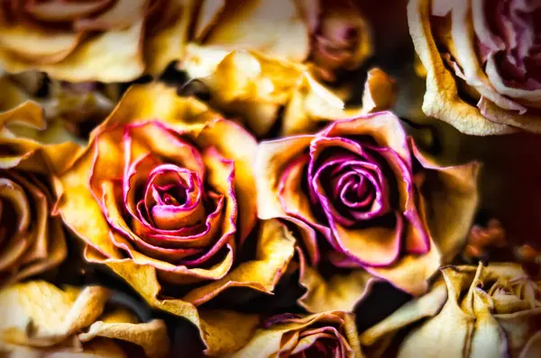 Rosas Secas Cerca —  Fotos de Stock