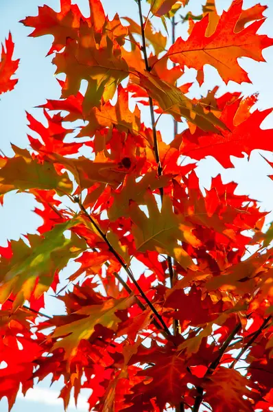 Folhas Vermelhas Fechar — Fotografia de Stock
