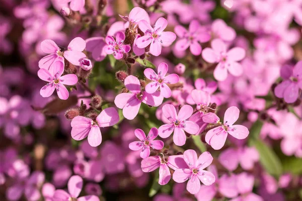 Vackra Blommor Som Växer Trädgården — Stockfoto
