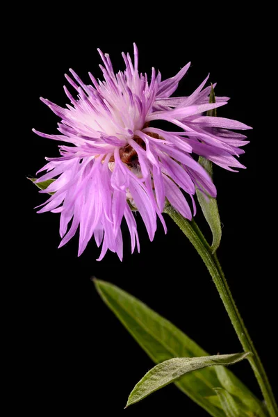 Kahverengi Knapweed Çiçeği. Güzel çiçek arkaplanı