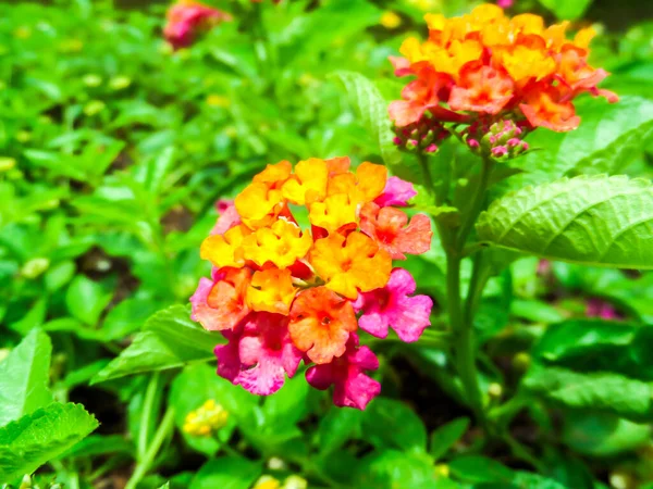 Lantana Fioritura Fiori Colorati All Aperto Giardino Sfocato — Foto Stock