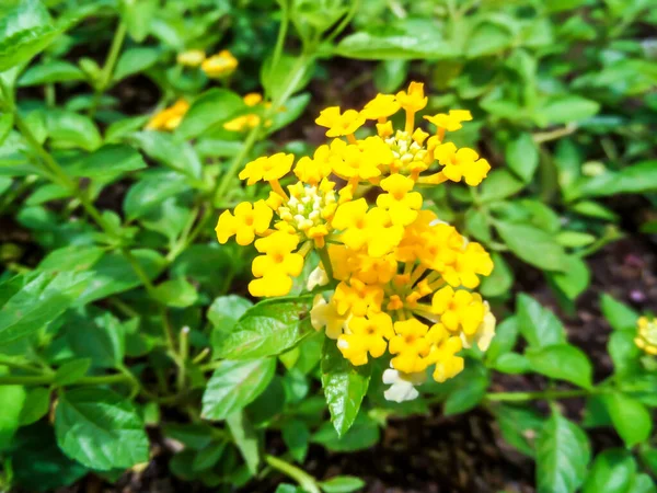 stock image beautiful flowers growing in the garden