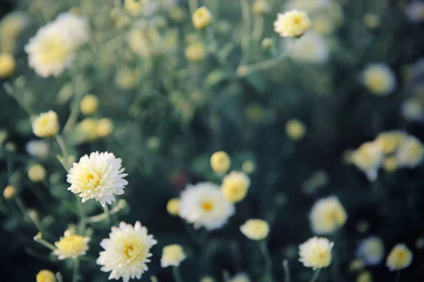 Kleine Witte Bloemen Zomerweide — Stockfoto