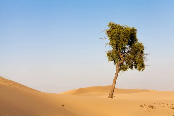 Самотнє Дерево Пустелі Красивий Фон Природи — стокове фото