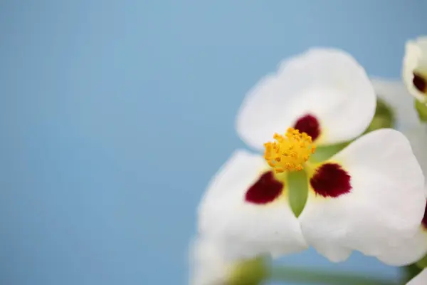 Pequena Flor Branca Fundo Floral Bonito — Fotografia de Stock