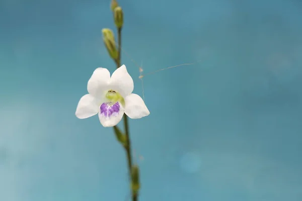 Piccolo Fiore Bianco Bellissimo Sfondo Floreale — Foto Stock