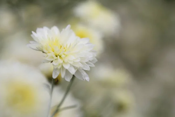 Fleurs Marguerite Blanche Dans Nature — Photo