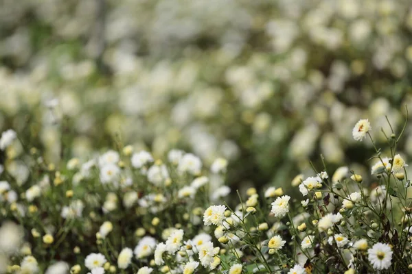 Λευκά Άνθη Μαργαρίτας Στη Φύση — Φωτογραφία Αρχείου