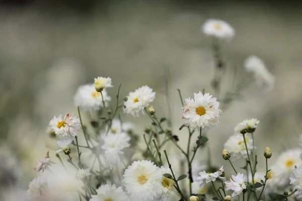 Weiße Gänseblümchen Der Natur — Stockfoto