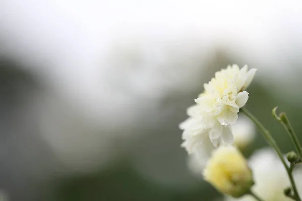 Fleur Marguerite Gros Plan — Photo