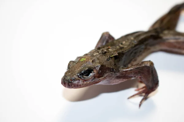 British Wild Frog Amphibian — Foto de Stock