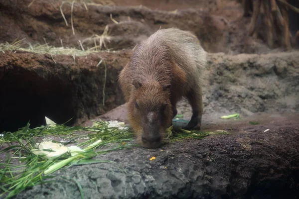 動物園でかわいい豚のクローズアップショット — ストック写真