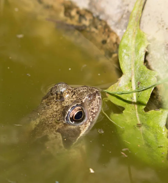 イギリスの野生のカエル 水の中の両生類 — ストック写真