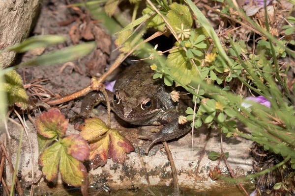 イギリスの野生のカエル 自然の中での両生類 — ストック写真