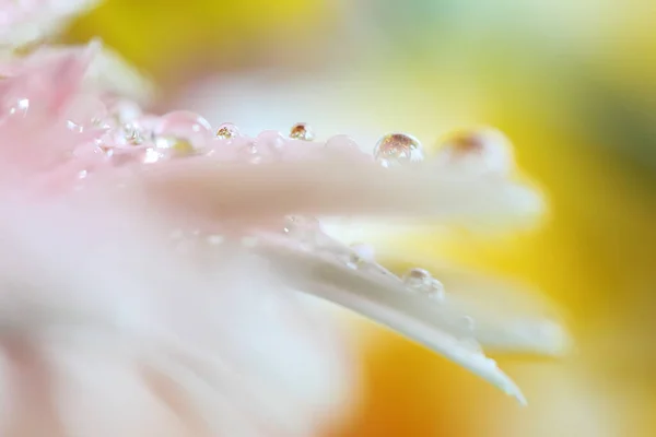Gerbera Fiore Con Goccia Pioggia Bellissimo Sfondo Floreale — Foto Stock