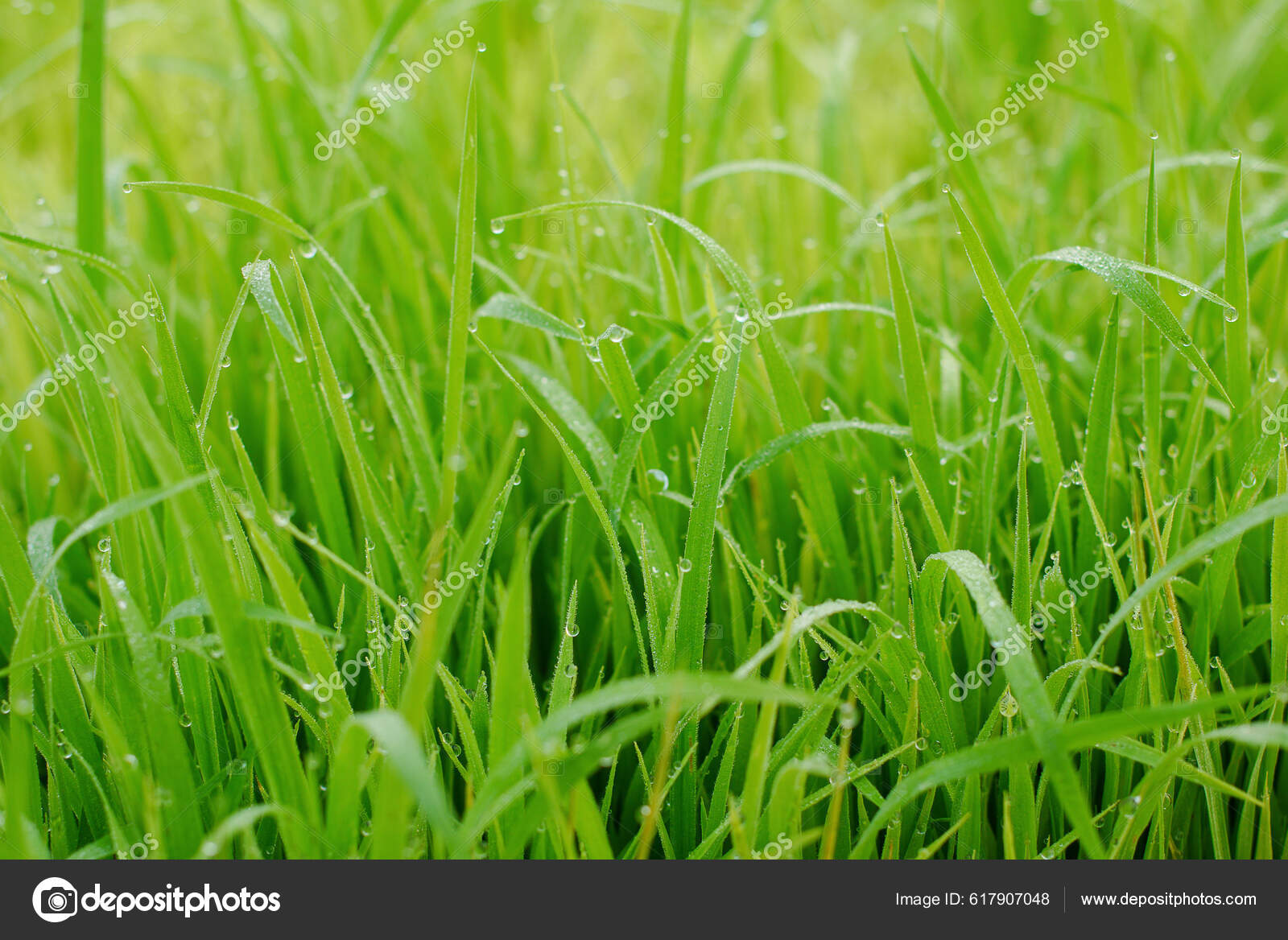 Beautiful Abstract View Young Paddy Plants View Paddy Fie — Stock Photo ...