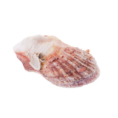 Deniz kabukları beyaz bir arkaplanda izolasyon oluşturur.