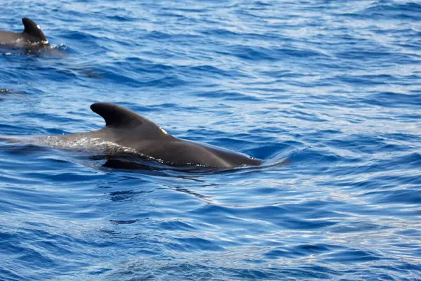Delfines Nadando Mar Durante Día — Foto de Stock