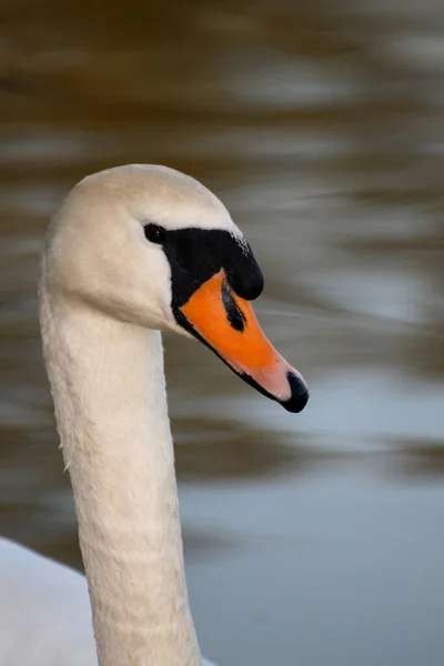 Close Swan Lake — Stock Photo, Image