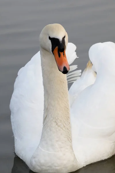 Close Swan Lake — Stock Photo, Image