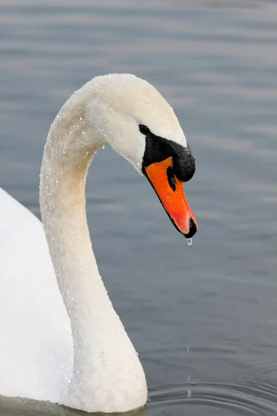 湖の白鳥のクローズアップ — ストック写真
