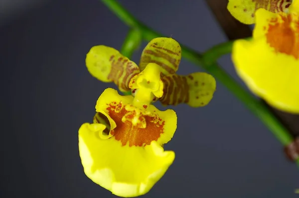 Orquídea Amarela Fundo Floral Bonito — Fotografia de Stock