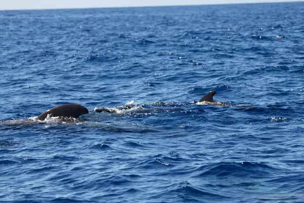 Delfines Nadando Mar Durante Día — Foto de Stock