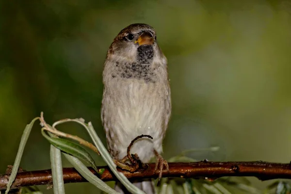 Hermoso Pájaro Naturaleza Animales Vida Silvestre —  Fotos de Stock